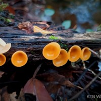 Cookeina tricholoma (Mont.) Kuntze